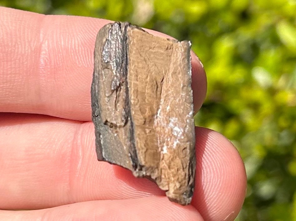 Fossil Giant Armadillo Tooth Holmesina Pleistocene Ice Age Mammal Florida