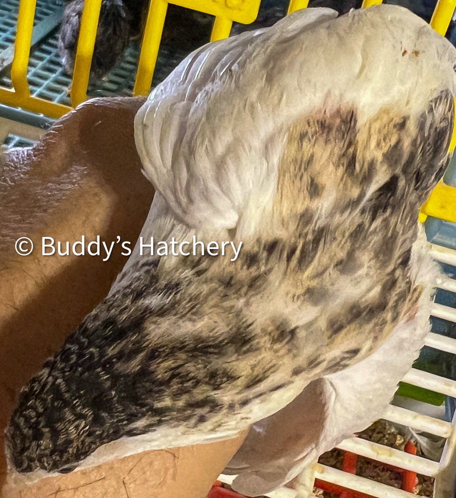 24 Button Quail Fertile Hatching Eggs Quail