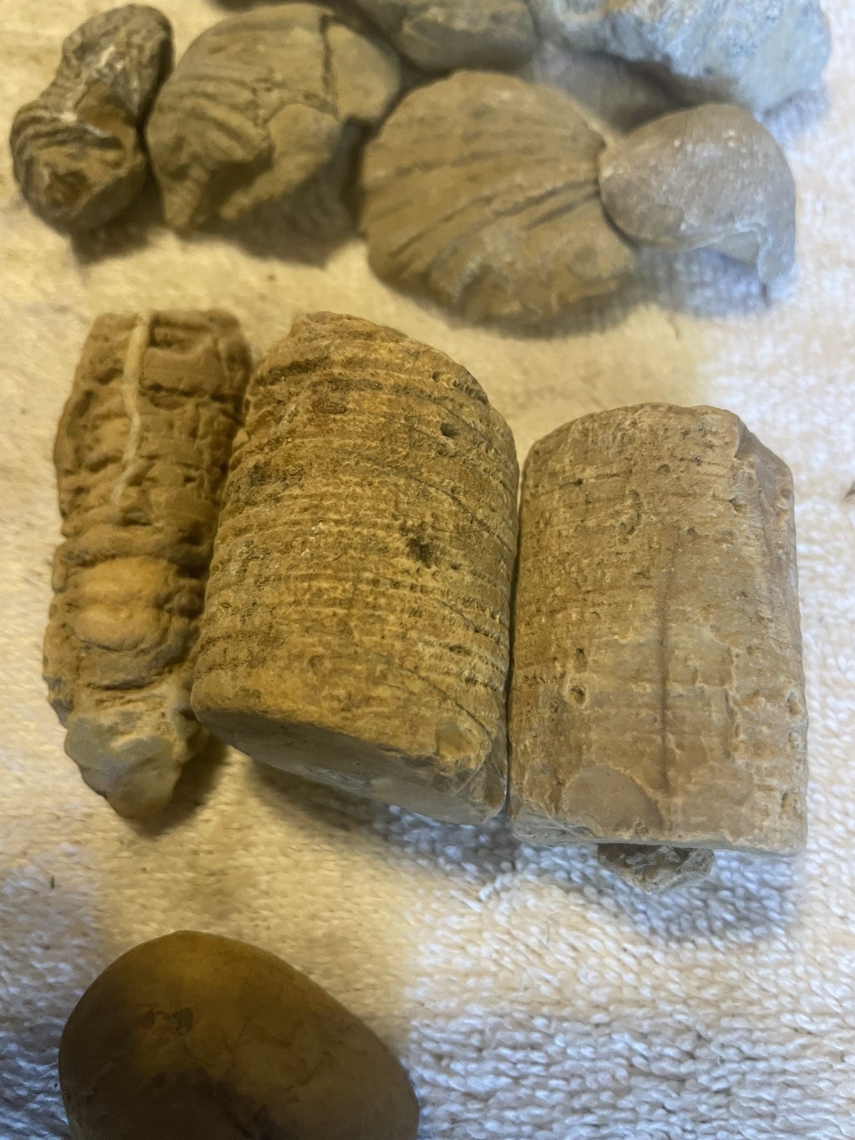 26-VARIOUS KENTUCKY FOSSILS. NICE ONES. 1” TO 2 1/2”.