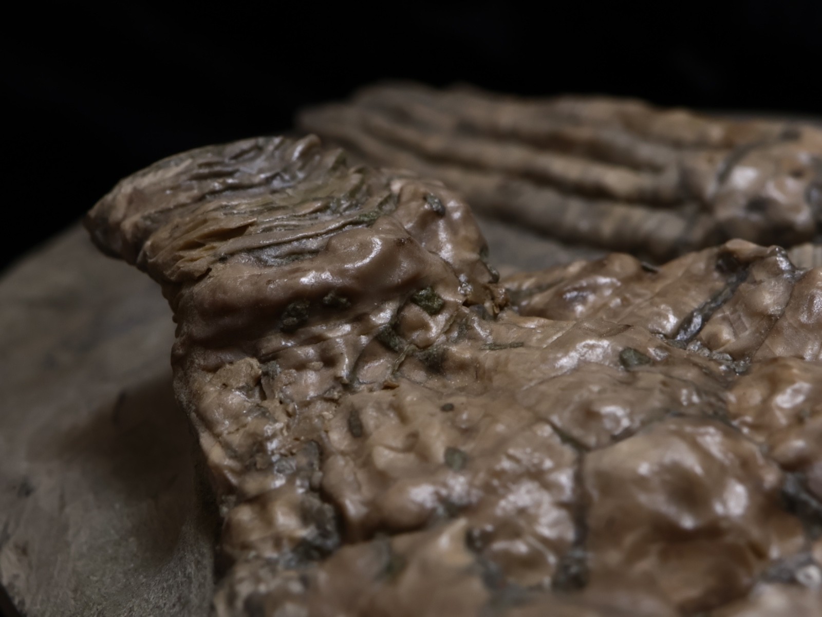 Threaded Fossil Crinoids, Crawfordsville, Indiana