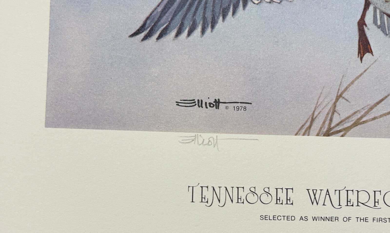 1979 TENNESSEE - State Duck Stamp Print - with STAMP! **First of State**