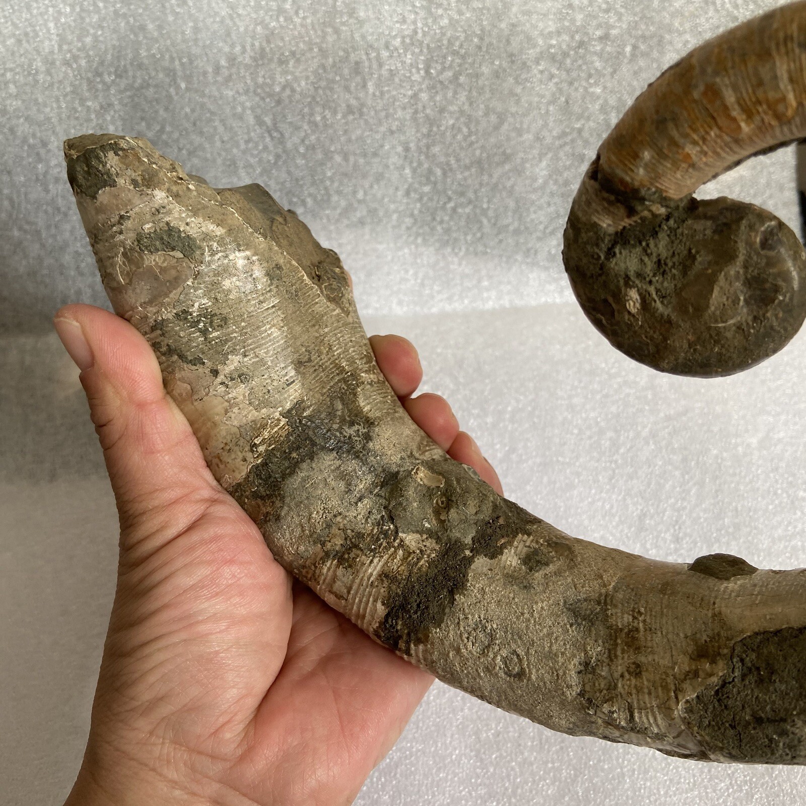 1242g215mm Big Repaired Ancyloceras Ammonite Fossil Sutures Crystal Display Mad