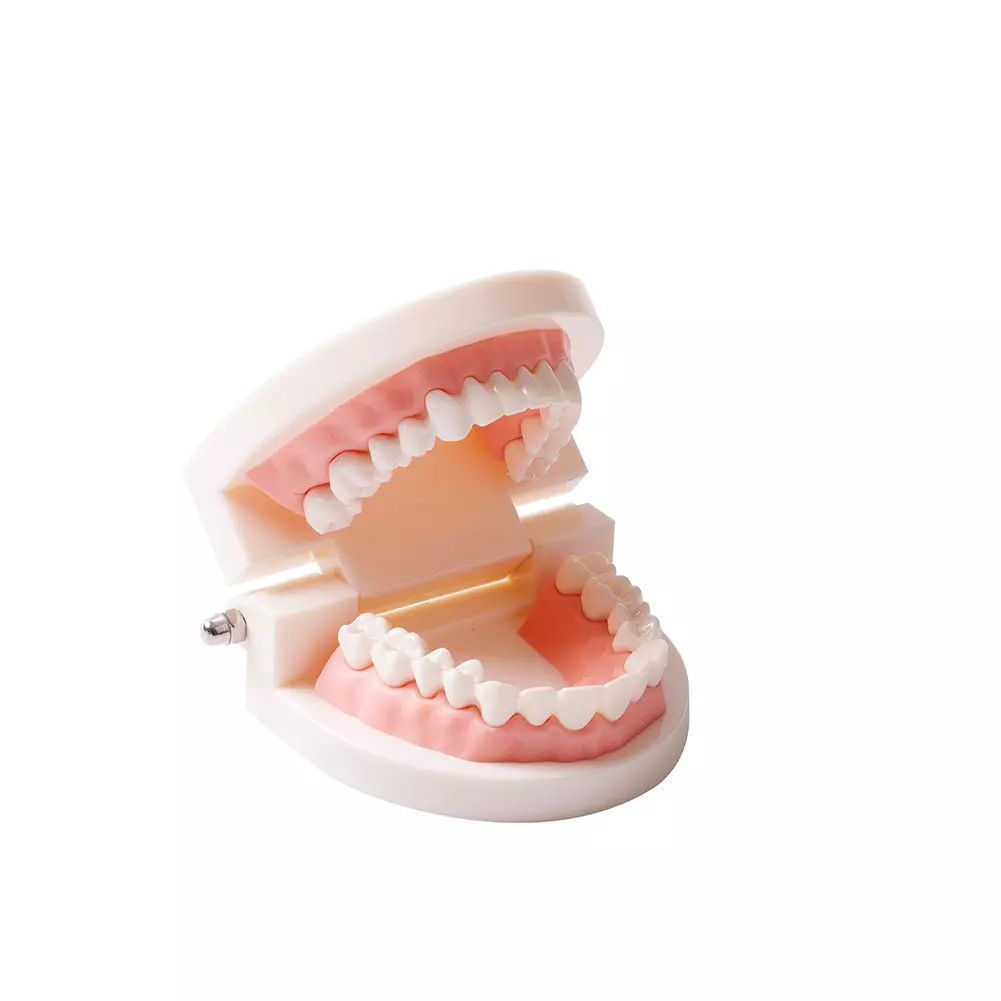 Dental Demonstration Standard Adult Teeth Model