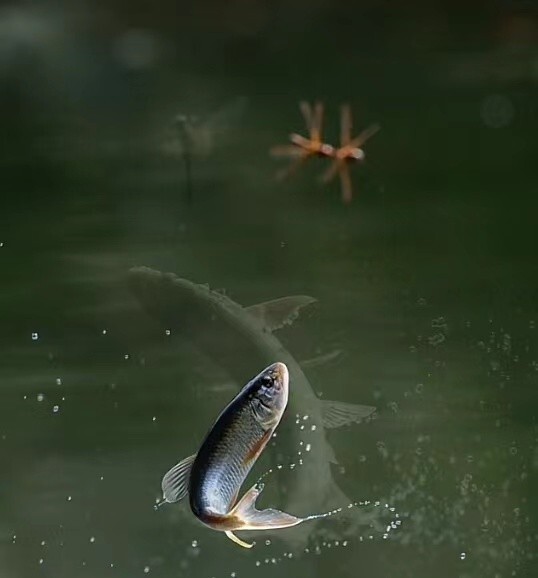 Garrison 209 7' 6" ~ 5 wt / ZHUSRODS Vintage Bamboo Fly Rods / Fly Fishing Rods