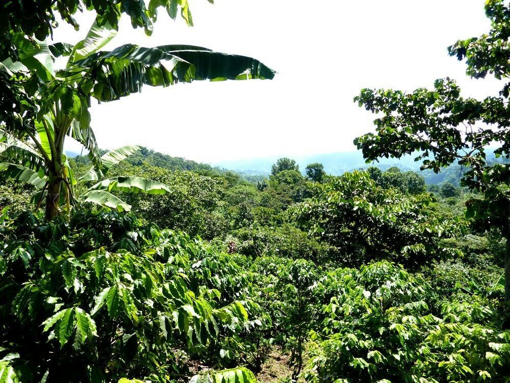 Jamaican Blue Mountain Coffee Beans Peaberry Dark Roasted 10 Pounds 1 Pound Bags