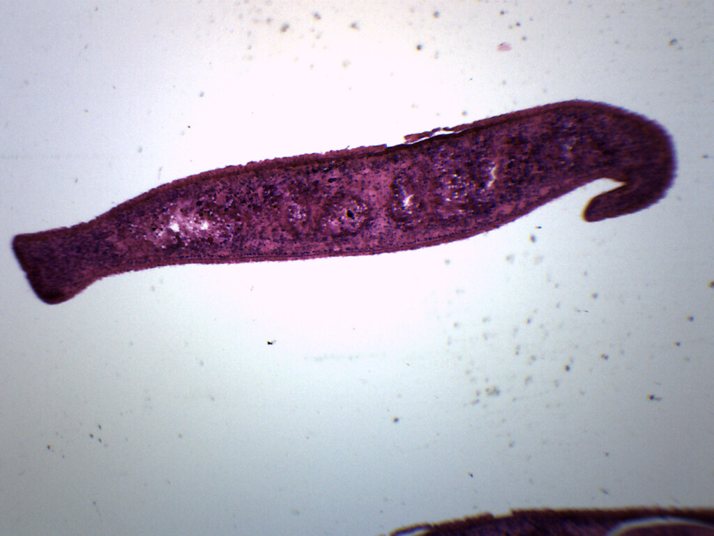 Planaria, 3 Different Regions - CS - Prepared Slide - 75x25mm - Eisco Labs