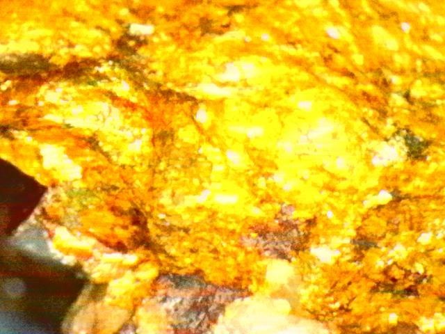 Gold Ore Specimen /Quality Visible Gold