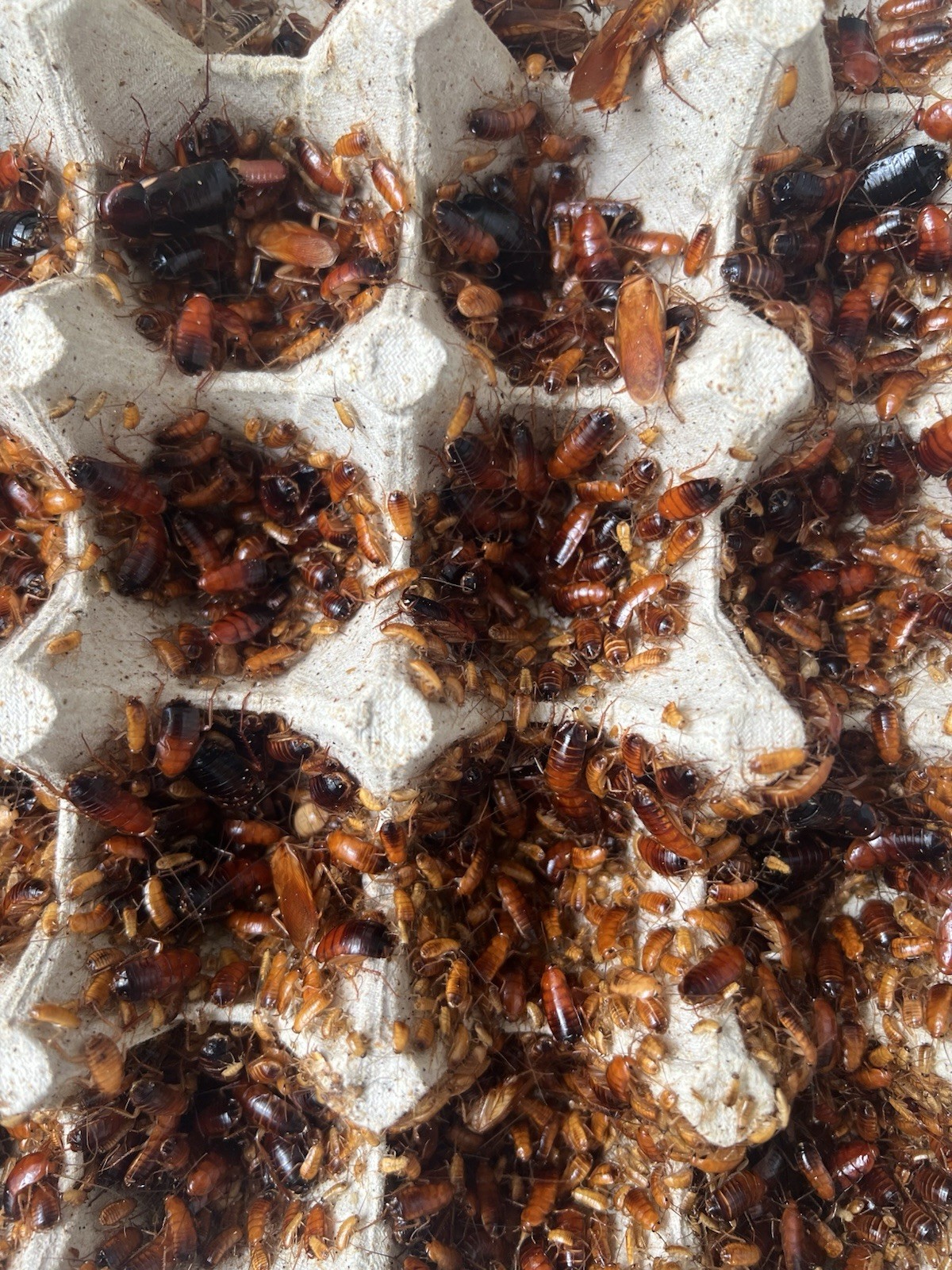 Red Runner Roaches Live Feeders Reptile Food Free Shipping