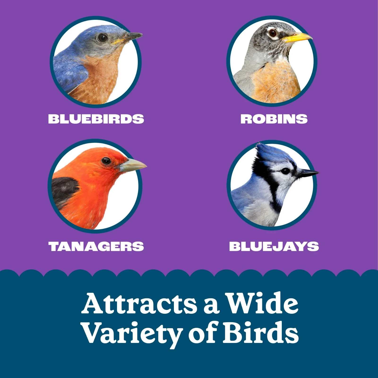 Pennington Fresh Wild Bird Suet - 8 Pack 11.75oz,Feeding Frenzy Berry Treat Cake