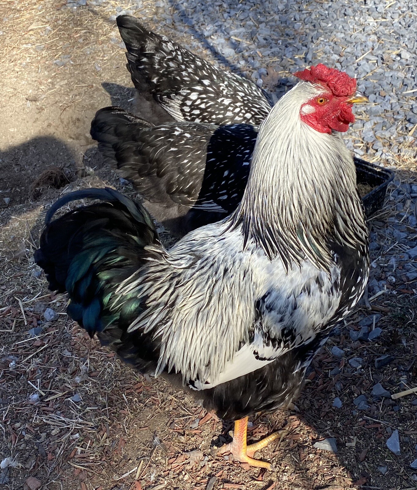 12+ Rare Breed Chicken Hatching Eggs Orpington, Brahma, Sweddish Flower