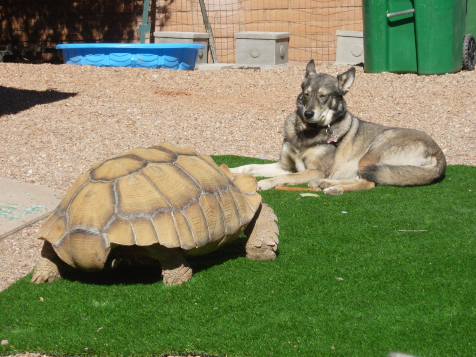 2.08 grams 31x14x3mm Gadamis 005 slice "Apollo 16 Lunar" Meteorite with a COA