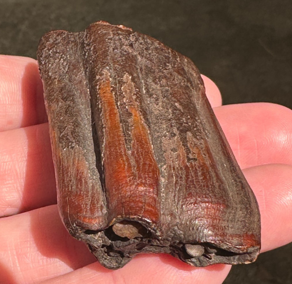 FOSSIL HORSE TOOTH EQUUS FLORIDA SUWANNEE RIVER ICE AGE fossilized specimen gift