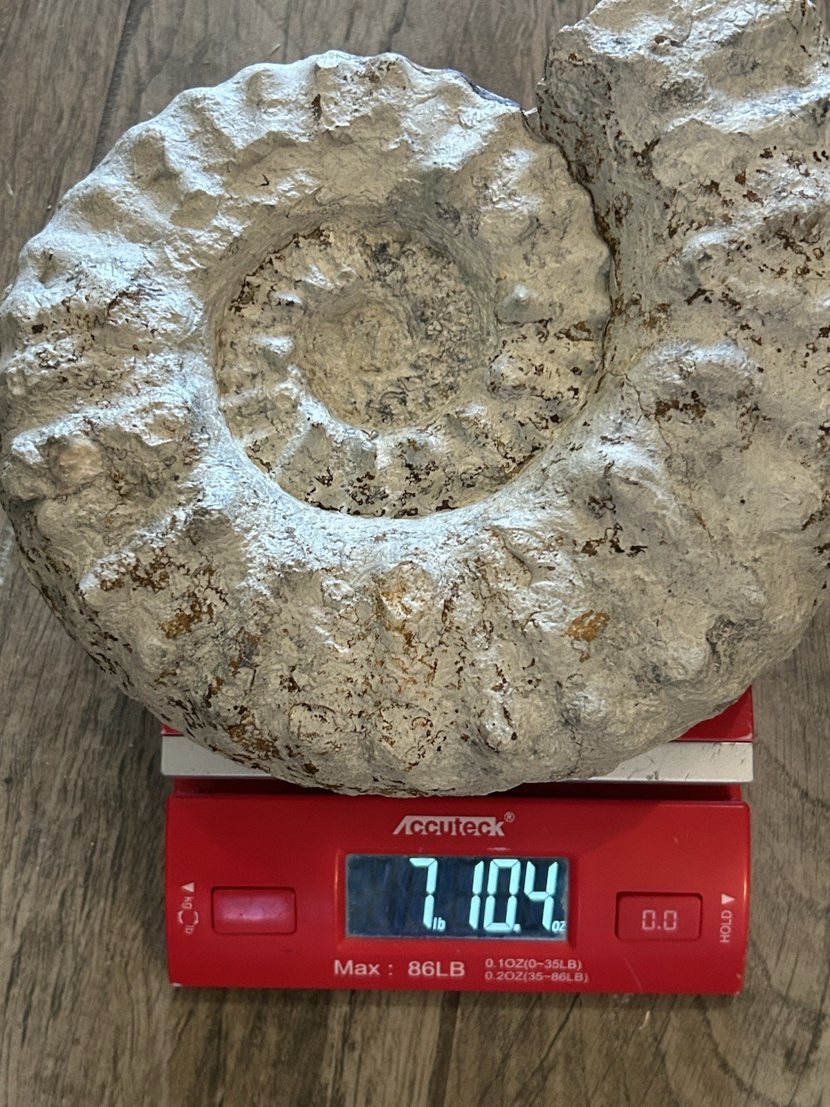 NICE 9.5” Dinosaur Age Mortoniceras Sp. Texas Fossil Ammonite! Both Sides Great!