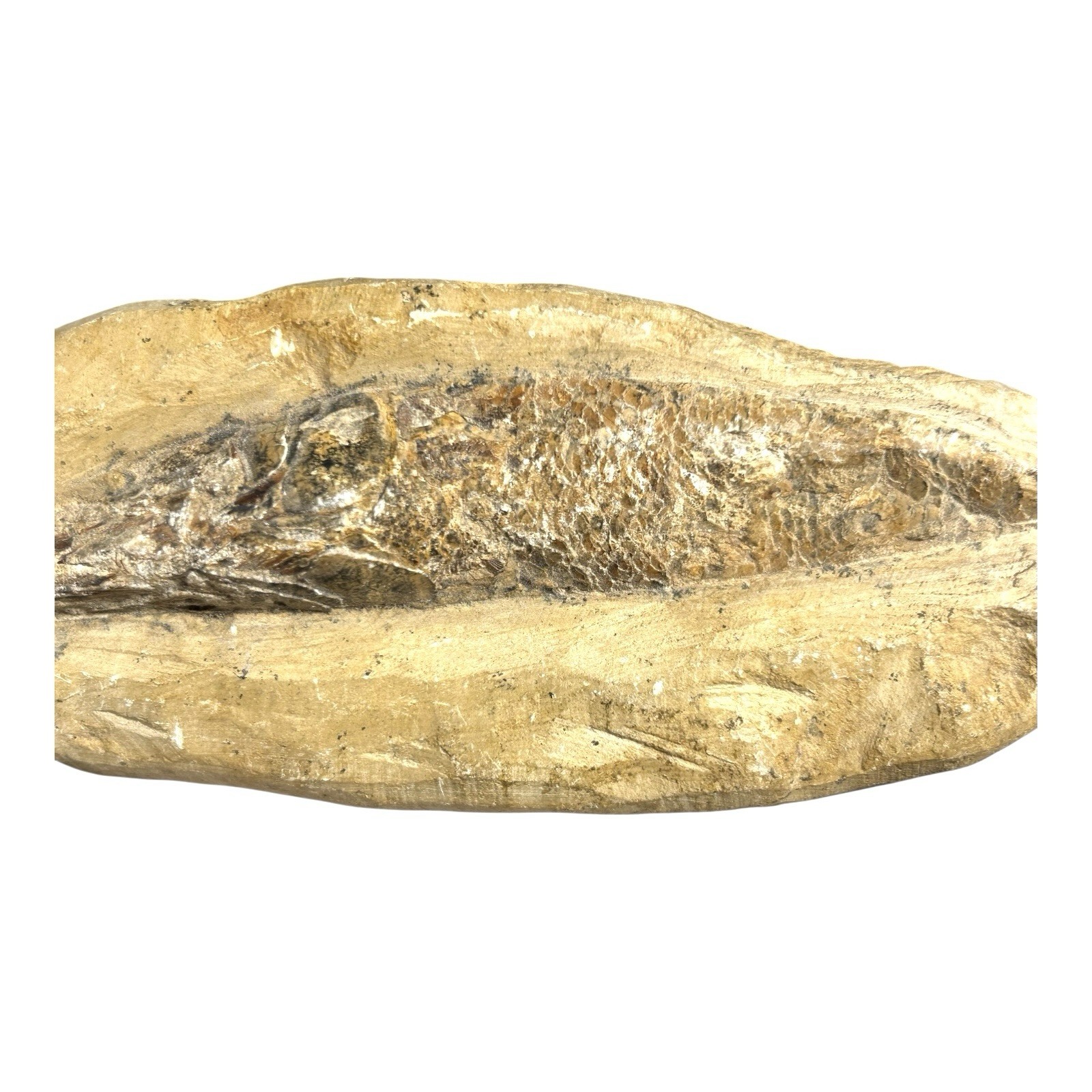 Prehistoric Lower Cretaceous Period Rhacolepis Fossil