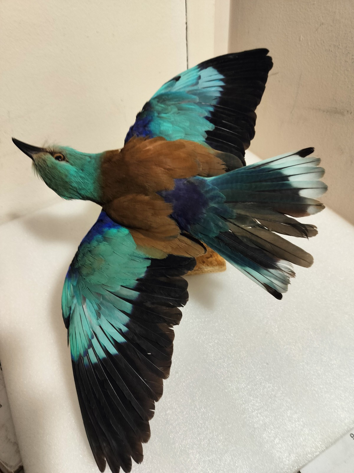 real bird taxidermy wall mount 2025