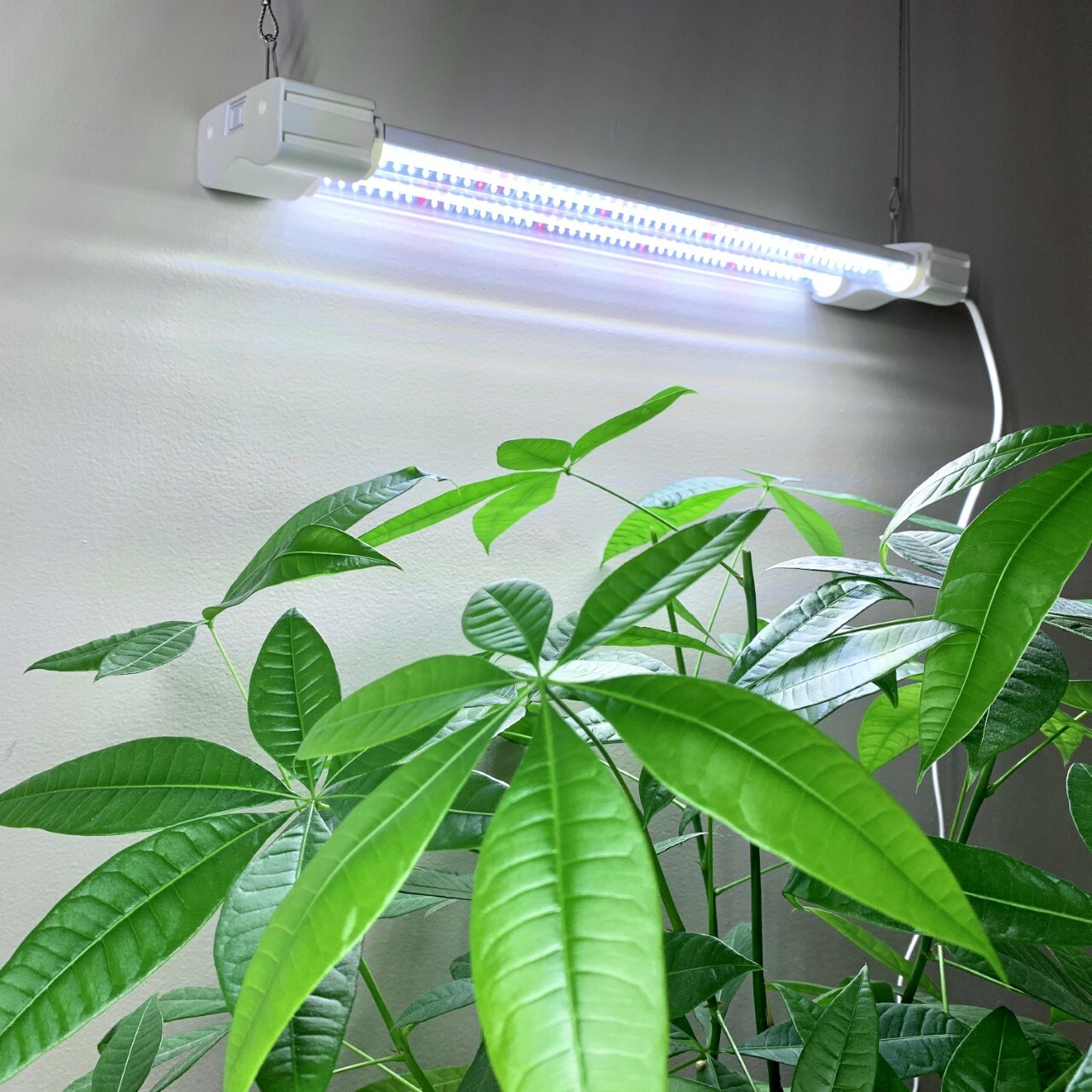 LED Grow Light for Seedlings Mother Plant Flowers Full Spectrum Hydroponic