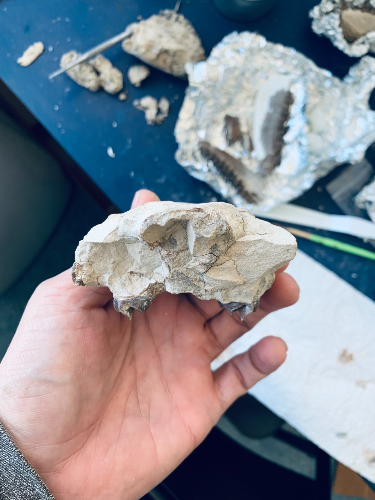 Fossil Oreodont Skull, Merycoidodon, White River Badlands, Nebraska