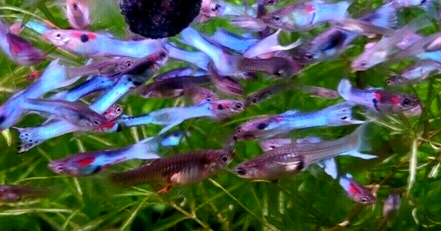 Neon Sky Blue Endler's - 4 Pairs (3 Pair+ 1 Free Pair (4M/4F))