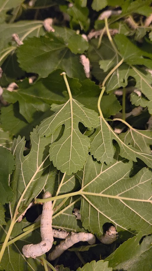 Silkworm Eggs - 100 Count