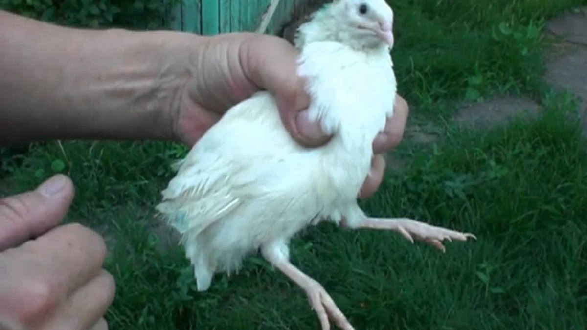 10+ Fertile Hatching Eggs Quail Coturnix Jumbo White Texas A&M Meat & Egg Birds