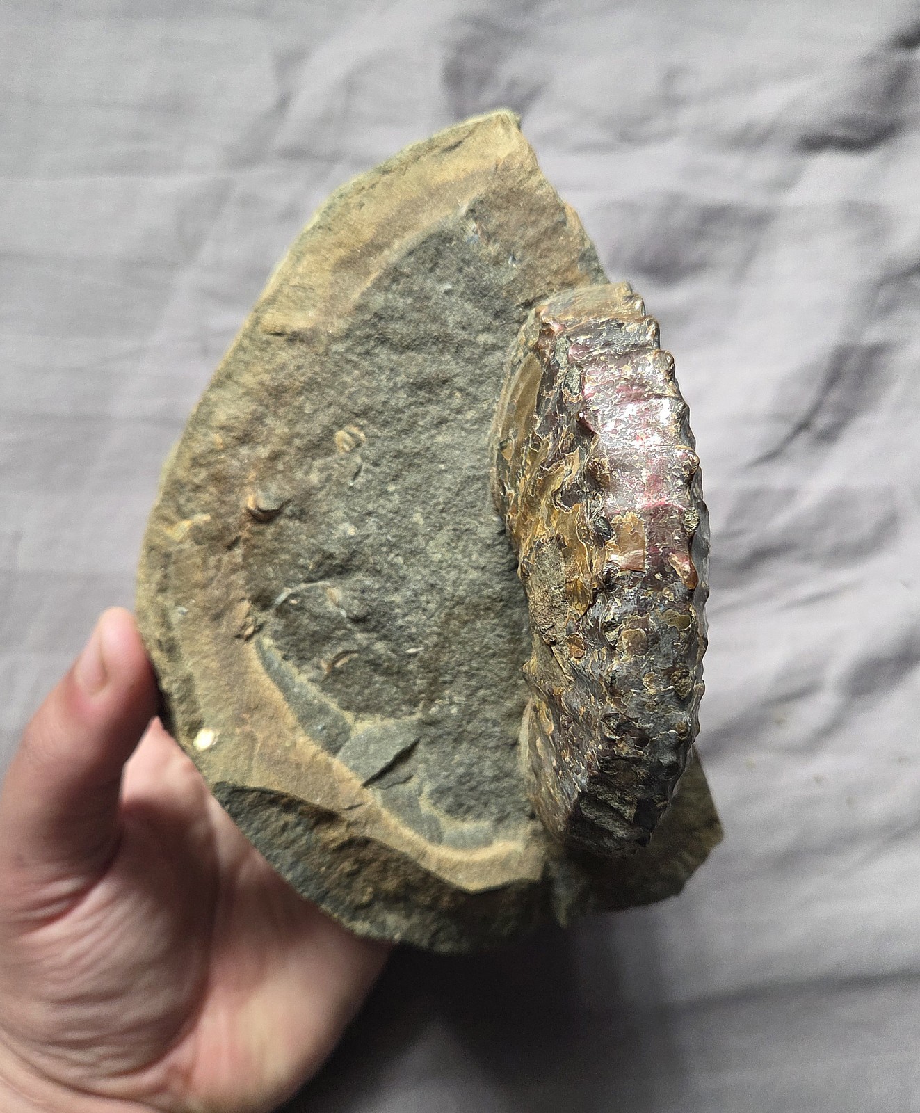 Rare Huge Scaphites Fossil Shell Ammonite From South Dakota Cretaceous