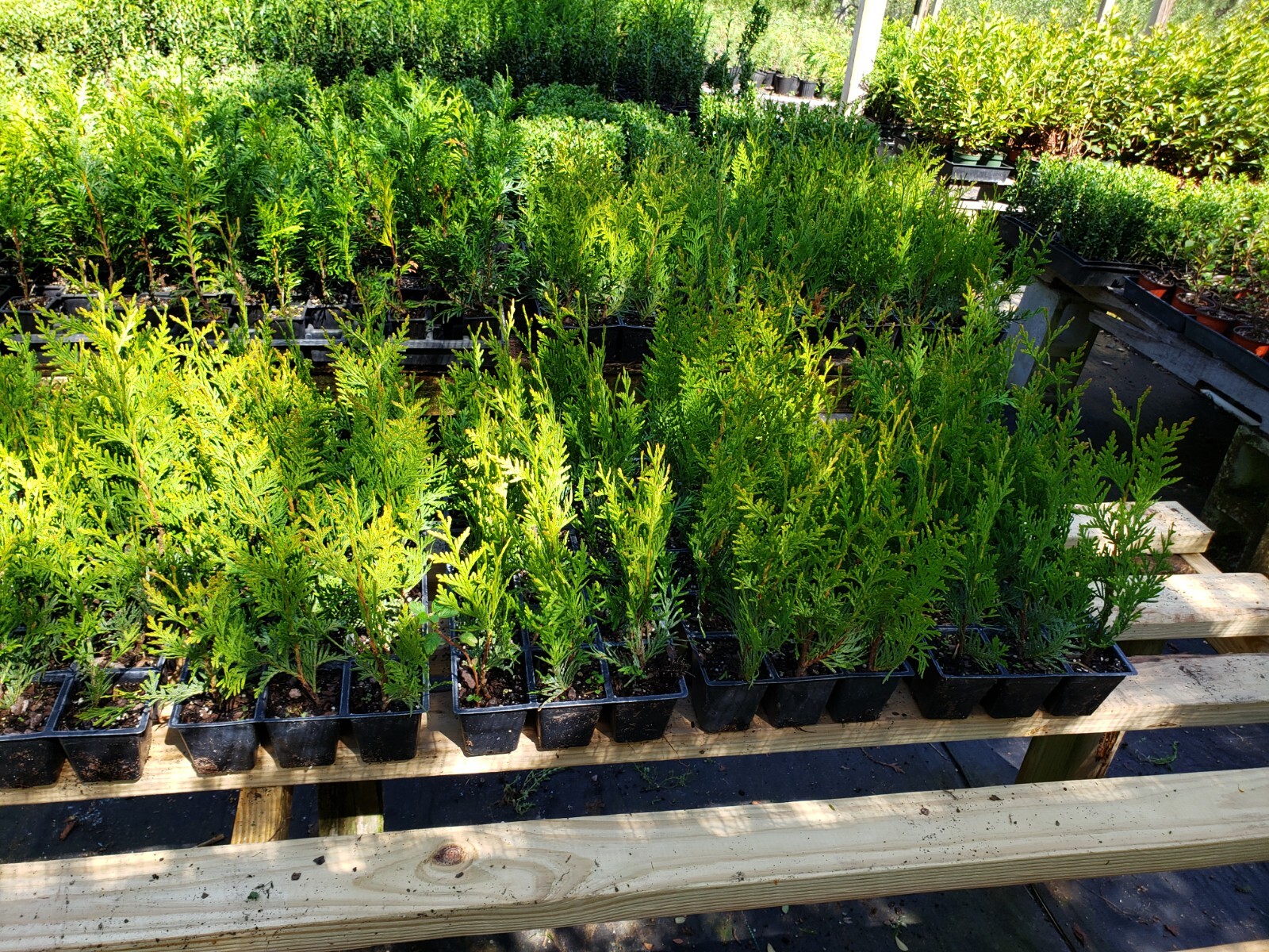 Green Giant Arborvitae, fast growing, privacy, five to 50 plants, FREE shipping