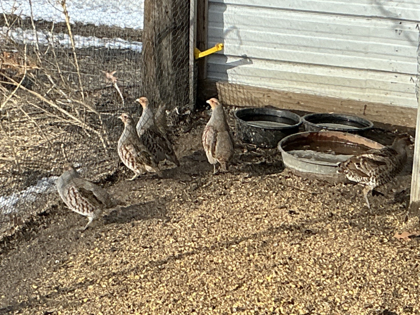 PRESALE  Hungarian Partridge Hatching Eggs  Qty 16+2 Shipping Late April /May