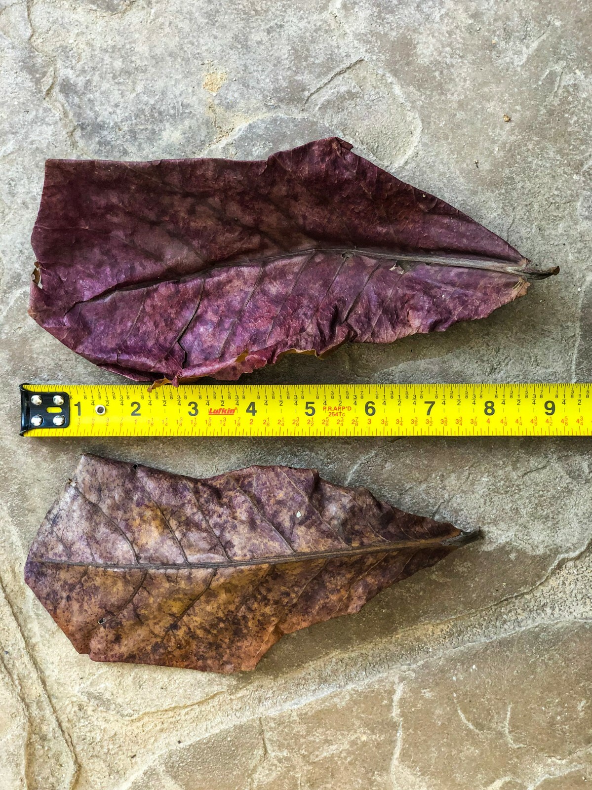 10/20/50pcs NATURAL Catappa Indian Almond Leaves for shrimp betta discus cichlid