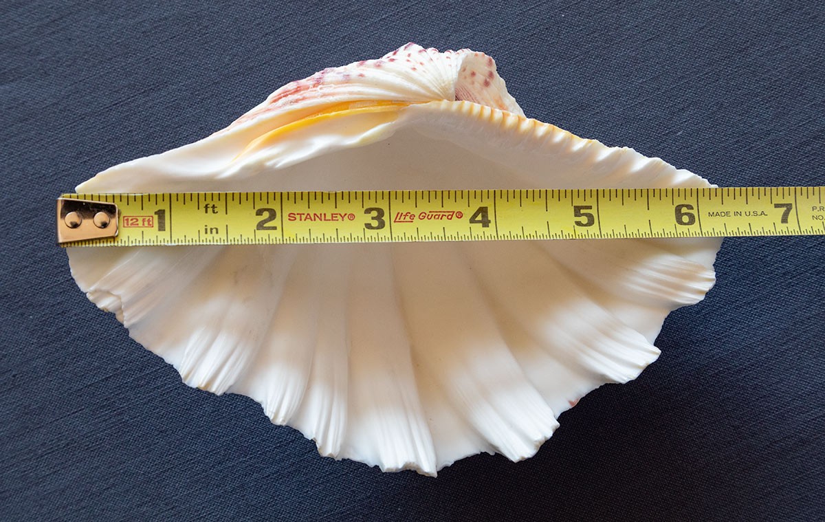 TRIDACNA GIGAS Clam Shell HALF 6" x 4" BEAR PAW Nice Marking