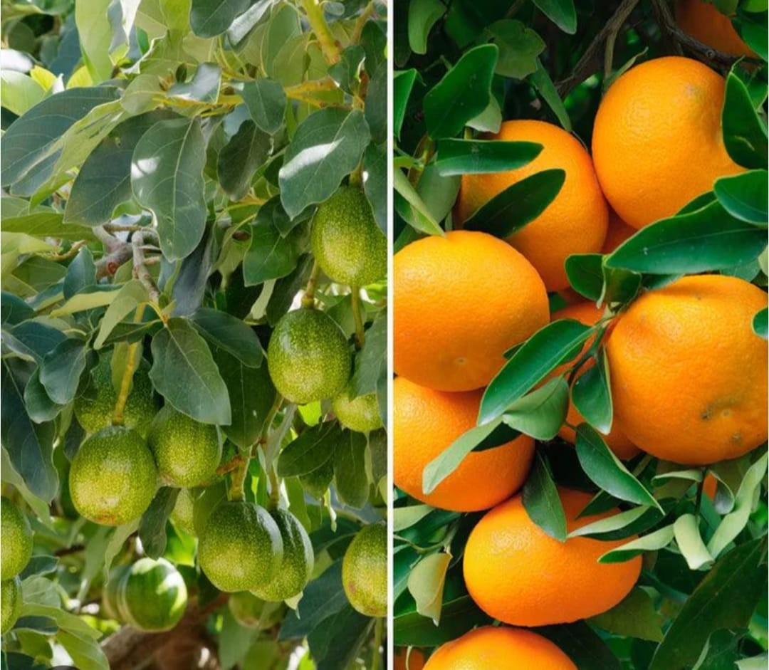 🔥5 Lbs Zip Bag GRO-POWER All Purpose Fertilizer professional fruit fertilizer