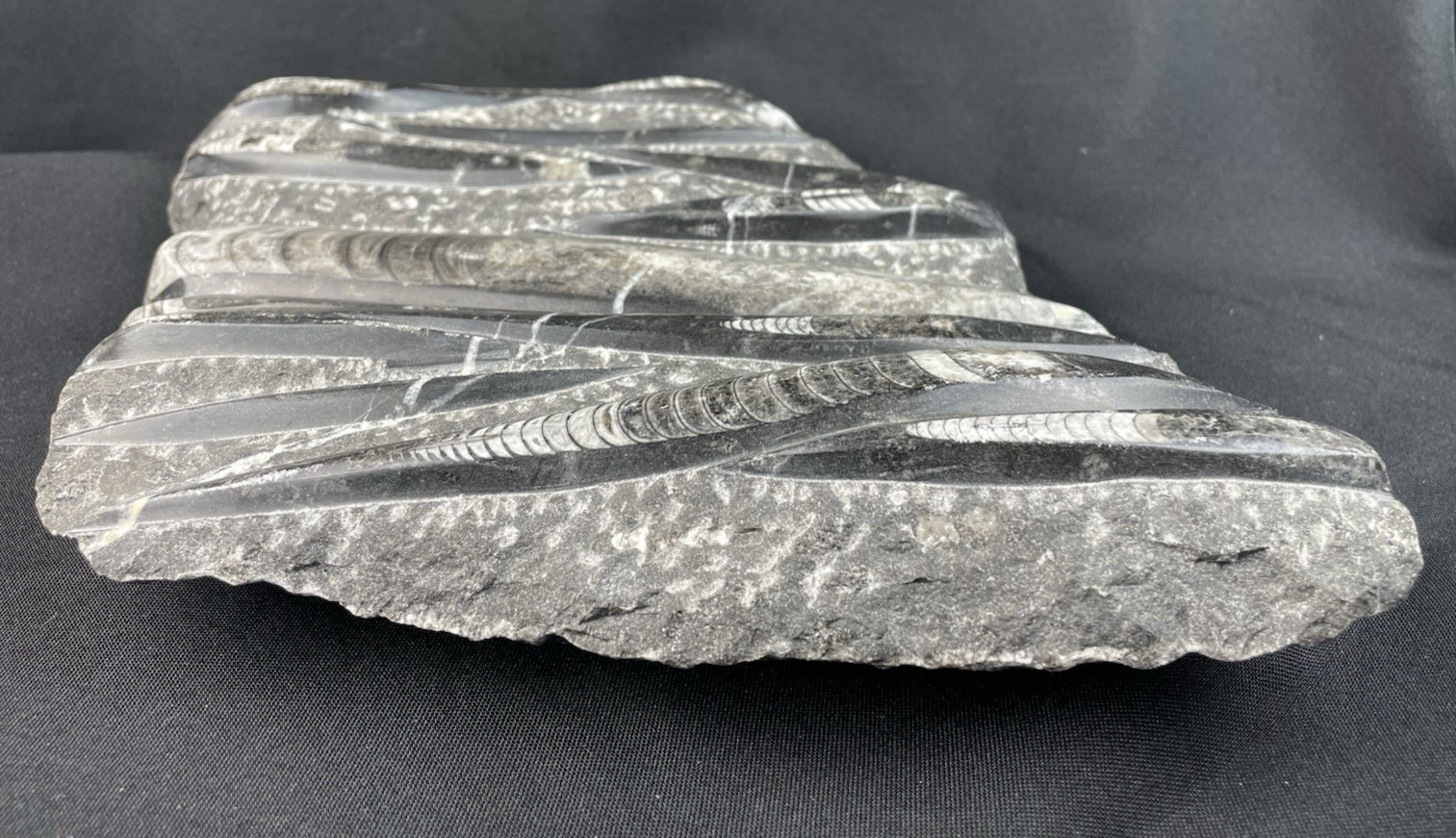 10 lbs Block of Polished Petrified Sea Life Fossil Devonian Orthoceras 9" x 12"