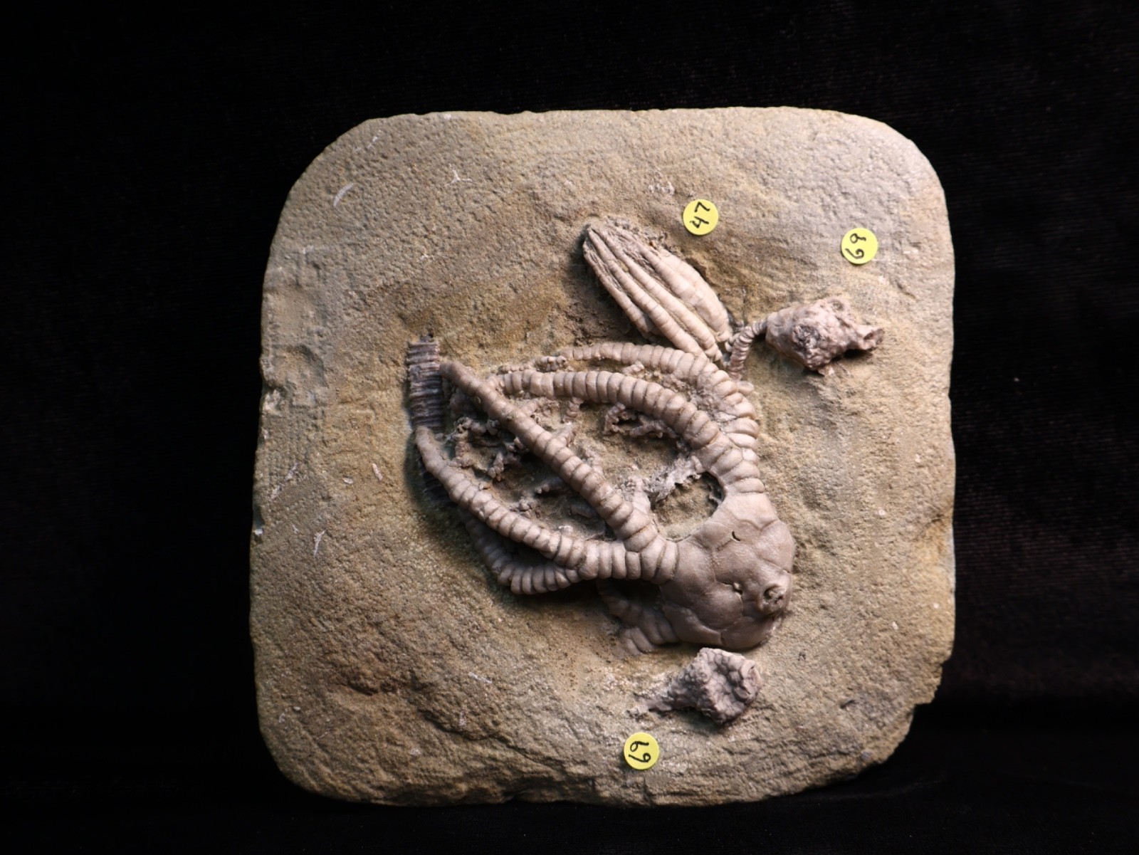 Vortex of Fossil Crinoids, Crawfordsville, IN