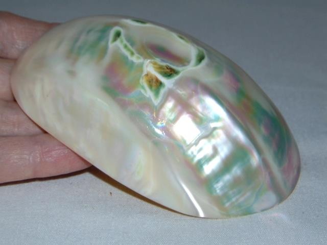 Natural Vintage FRESH WATER CLAM Polished Seashell, From Kanchanaburi, Thailand