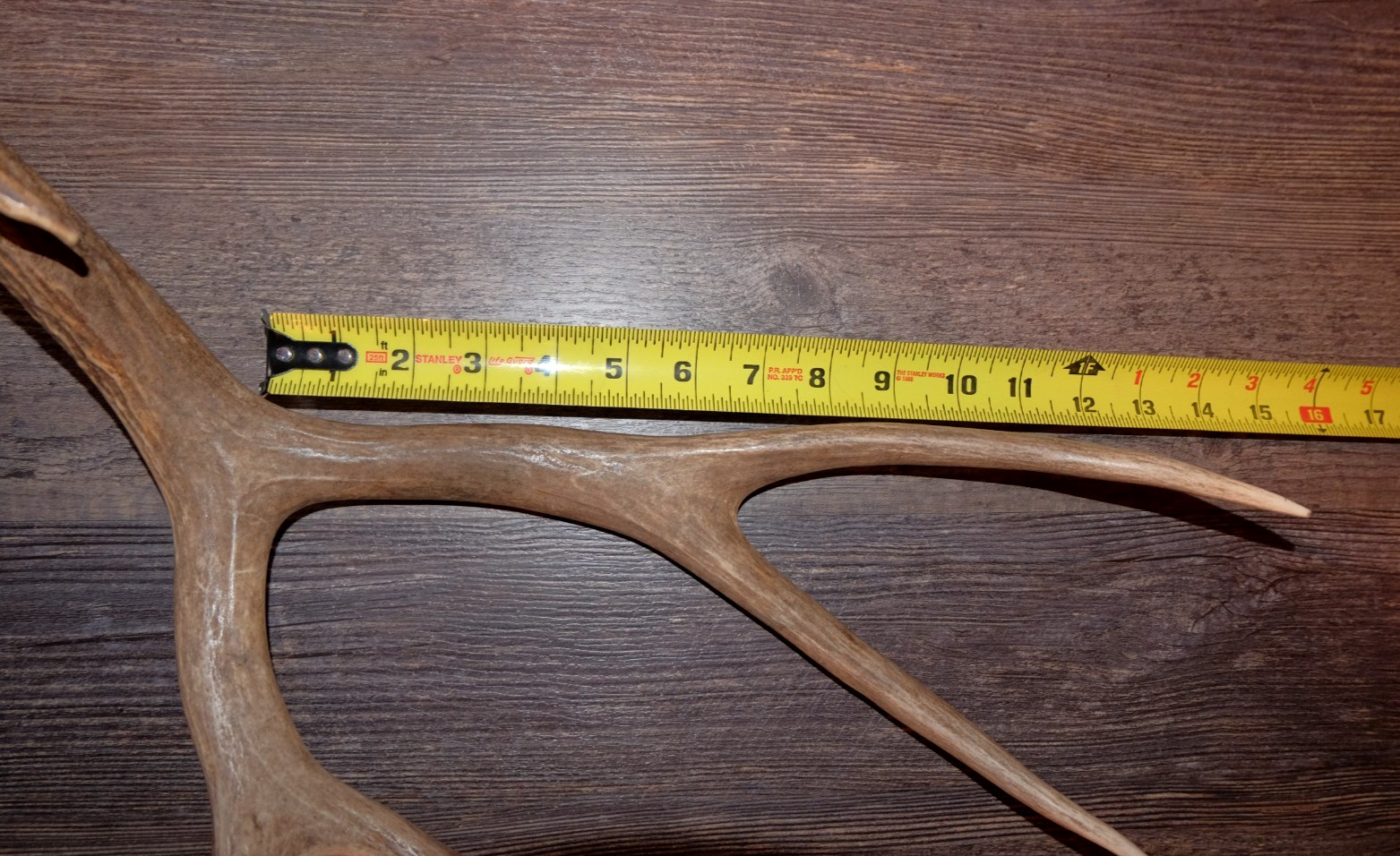 Nice Set Mule Deer Antlers Sheds Taxidermy Mount Cabin Decor Buck Horns