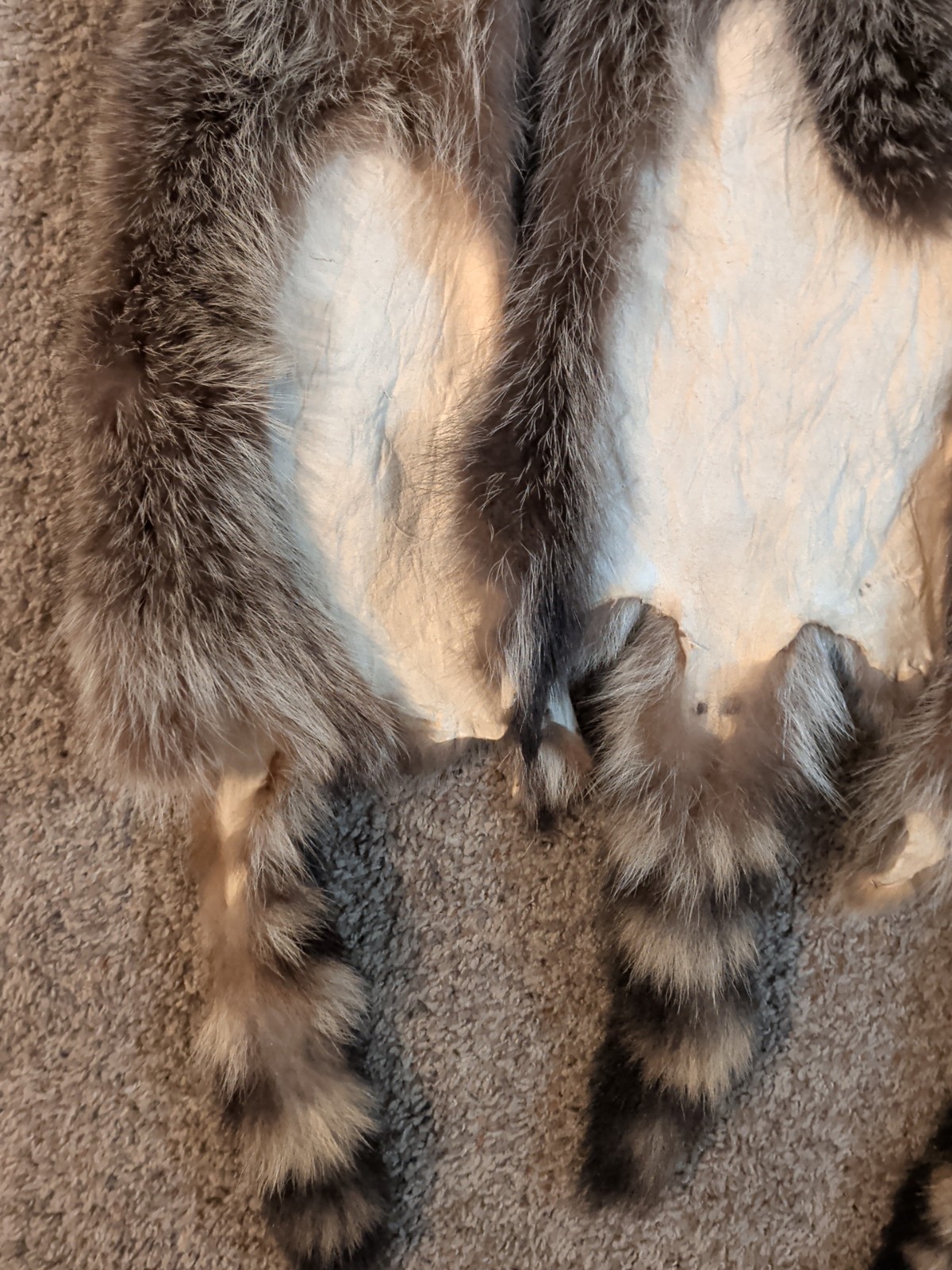 Newly Tanned Wild Large Racoon pelts~Country Fur Cabin Craft Fur~NICE! Soft!!