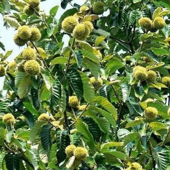 2 Chinese Chestnut Trees 2ft Tall Now Ready To Plant Live Trees