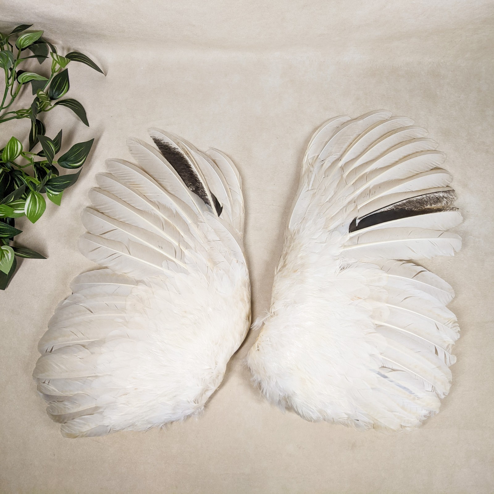 15" Chicken Rooster Wings Taxidermy Oddities curiosities Craft Bird Feather gift