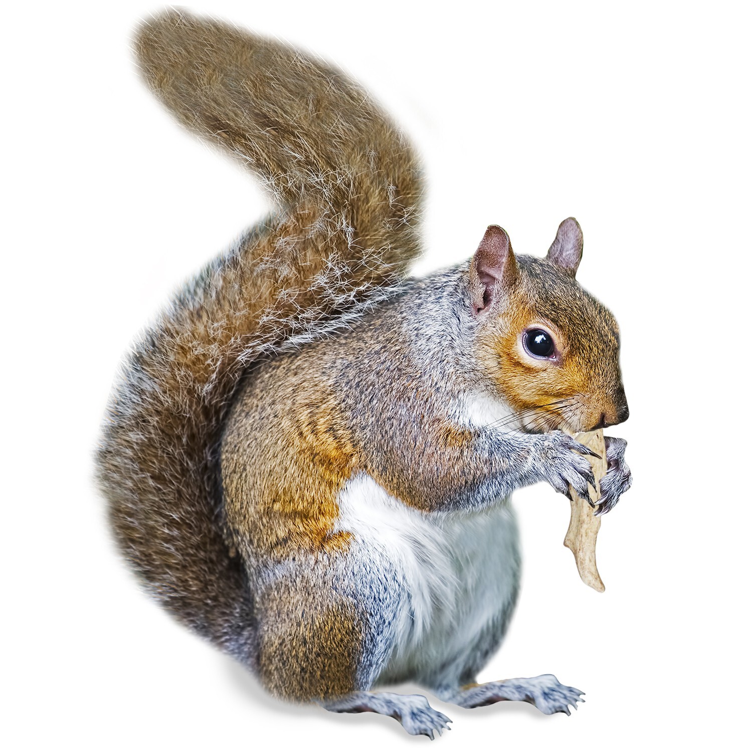 Antler Chews - Natural Source - Food for Chinchillas, squirrels and more