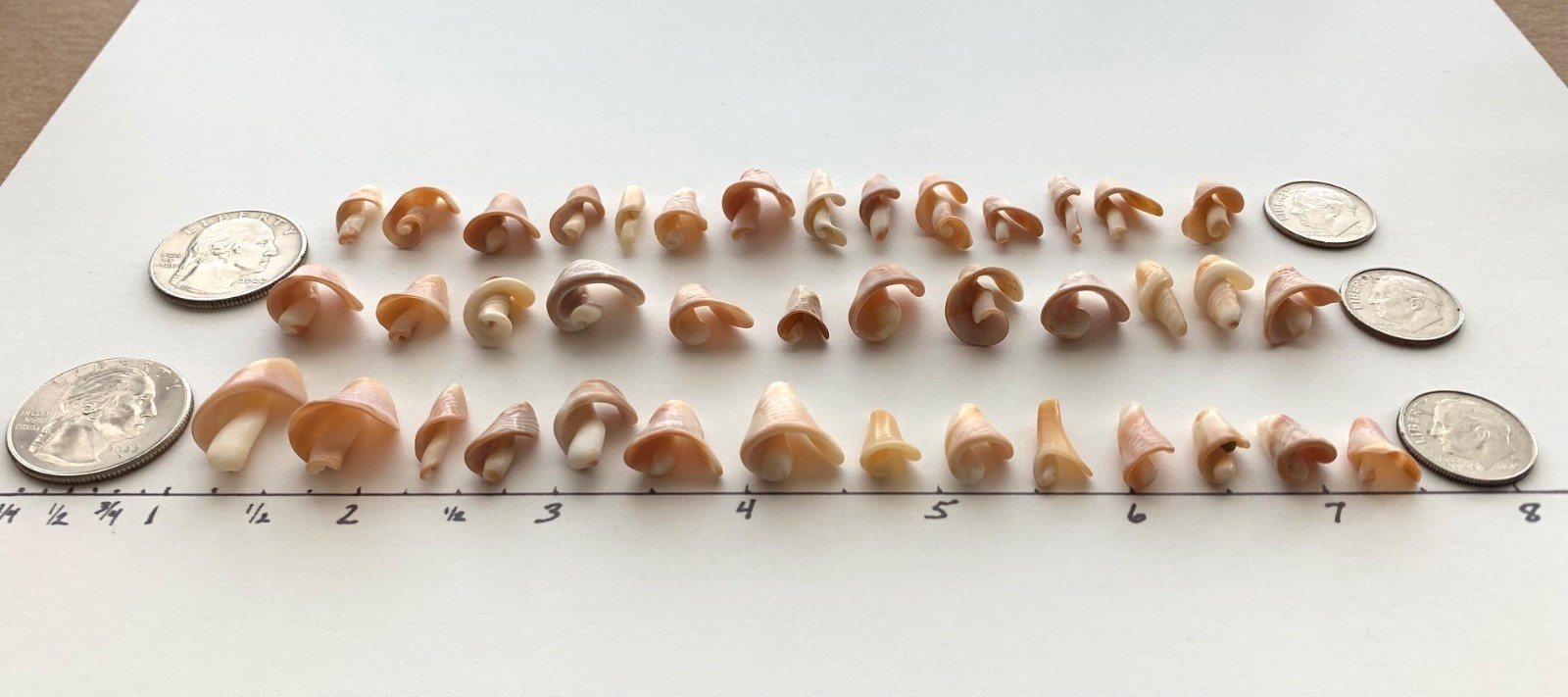 40 Mushroom Shell Beach Seashells Tree Natural Shaped Fragment Craft Dollhouse B