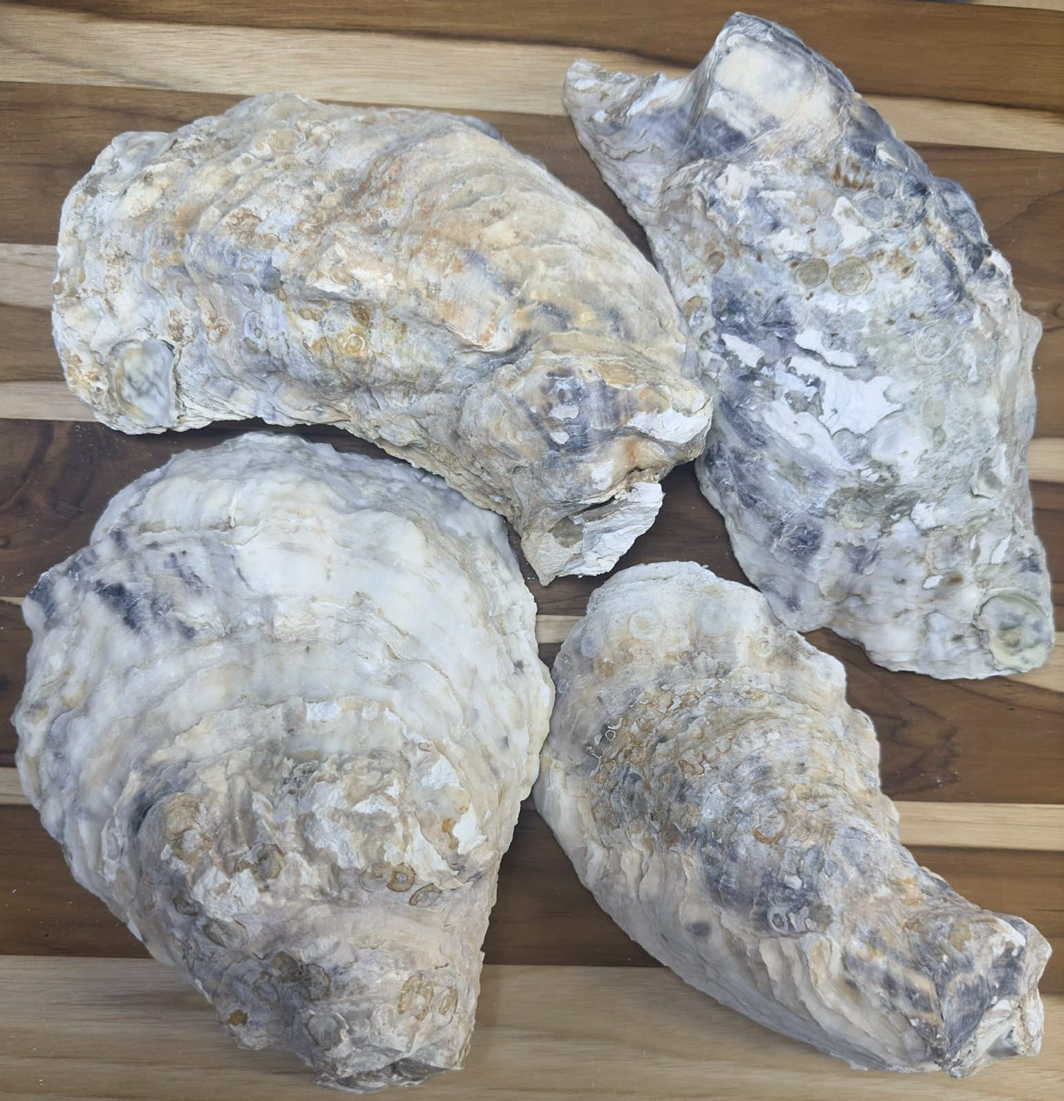 12 Oyster Shells Cup Side 7-9” Bulk Clean No Smell Art Jewelry Dish