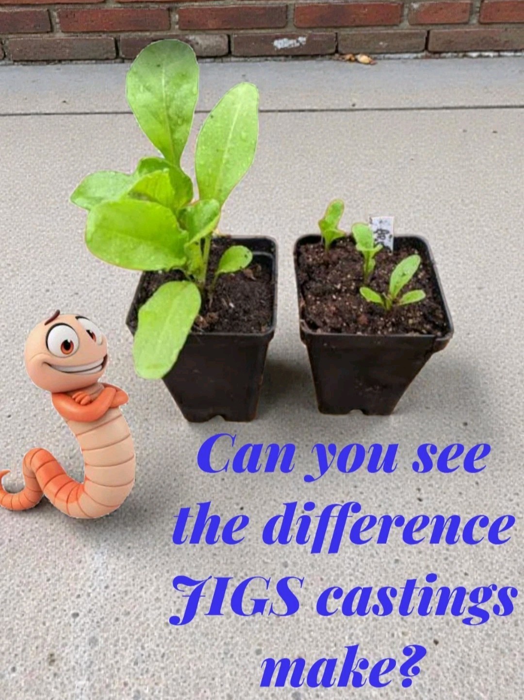 (JIGS) Live #1 Red Wigglers Composting Worm Mix, FREE SHIPPING! No Manure!