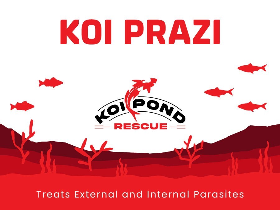 KOI PRAZI Fluke Destroyer for Fish Ponds & Aquariums - 10 Grams