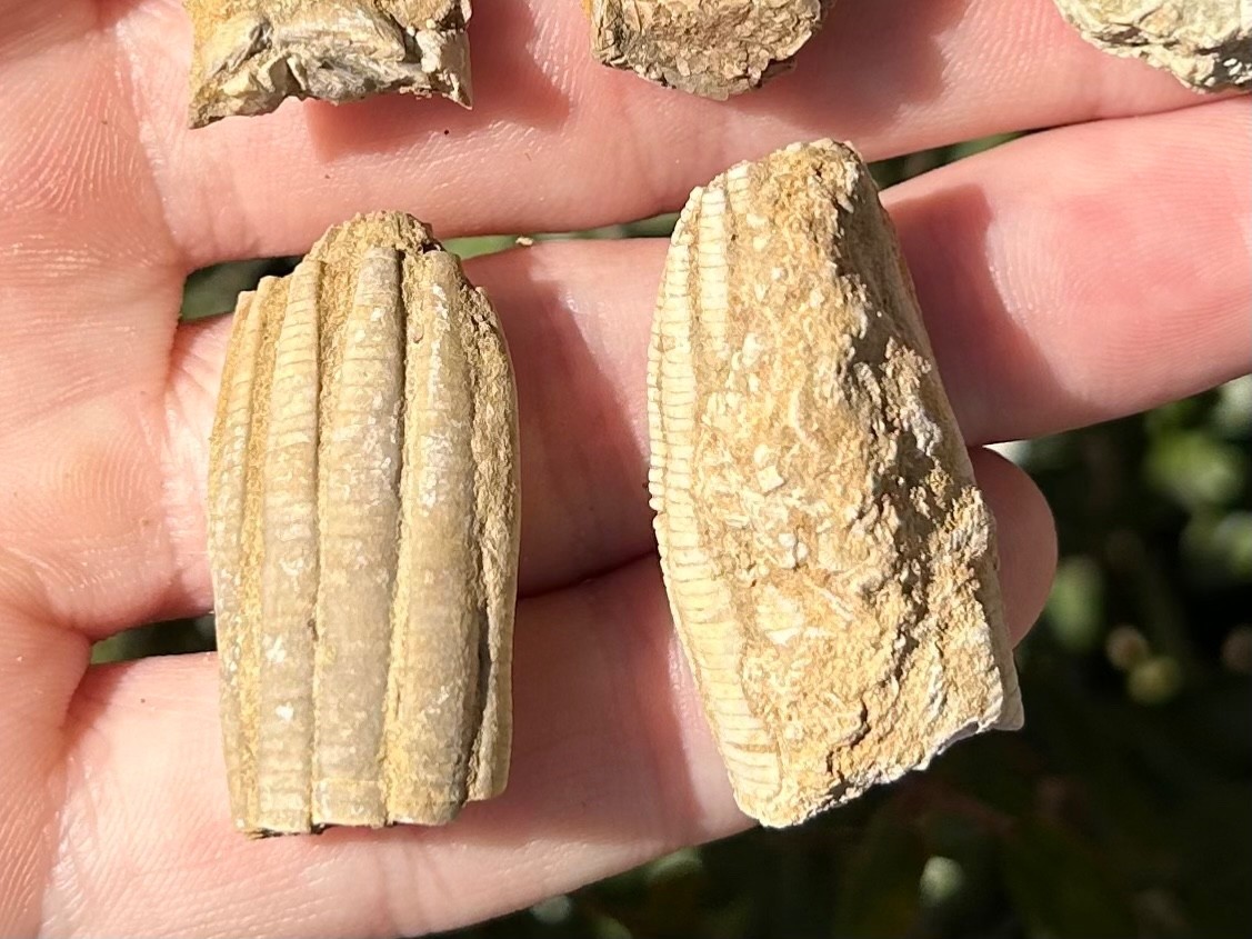 Alabama Fossil Crinoids LOT OF 5 Phanocrinus Bangor Limestone Mississippian Age