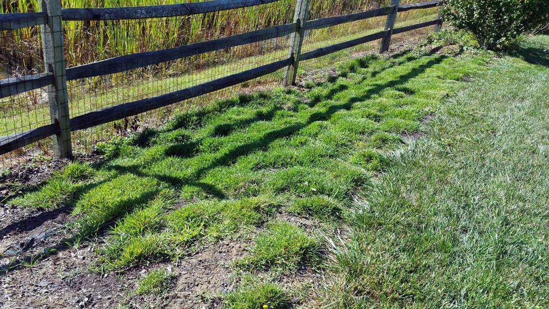 Zoysia Grass Plugs TWO TRAYS = 100 Plugs FREE SHIPPING Order Zoysia Lawn Now