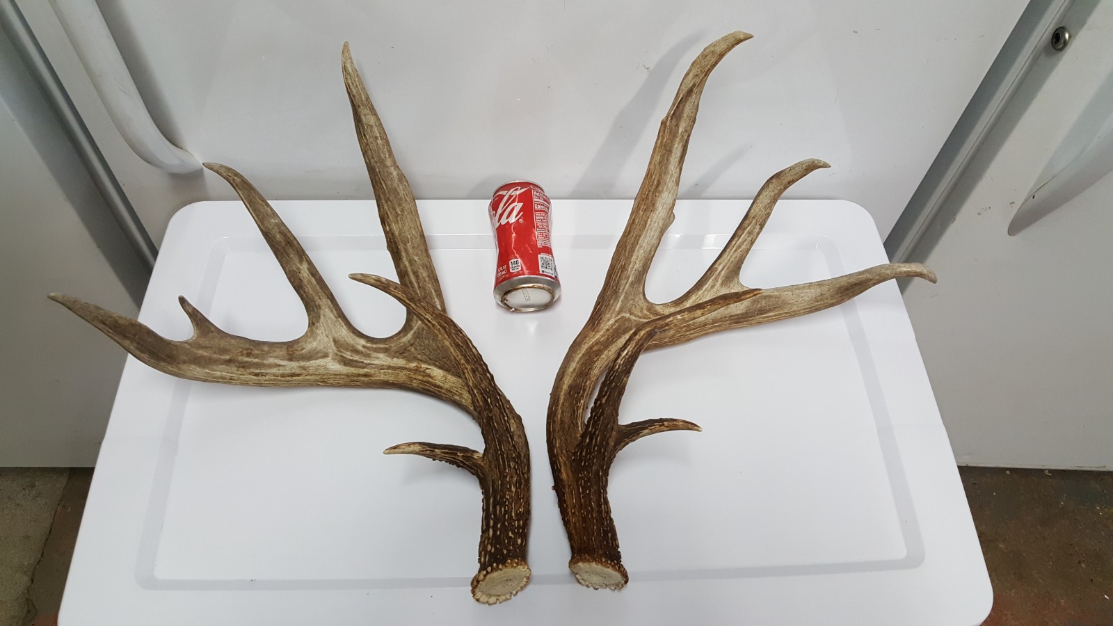 WILD 170" Dark WHITETAIL DEER ANTLER SHED antlers mule mount elk moose
