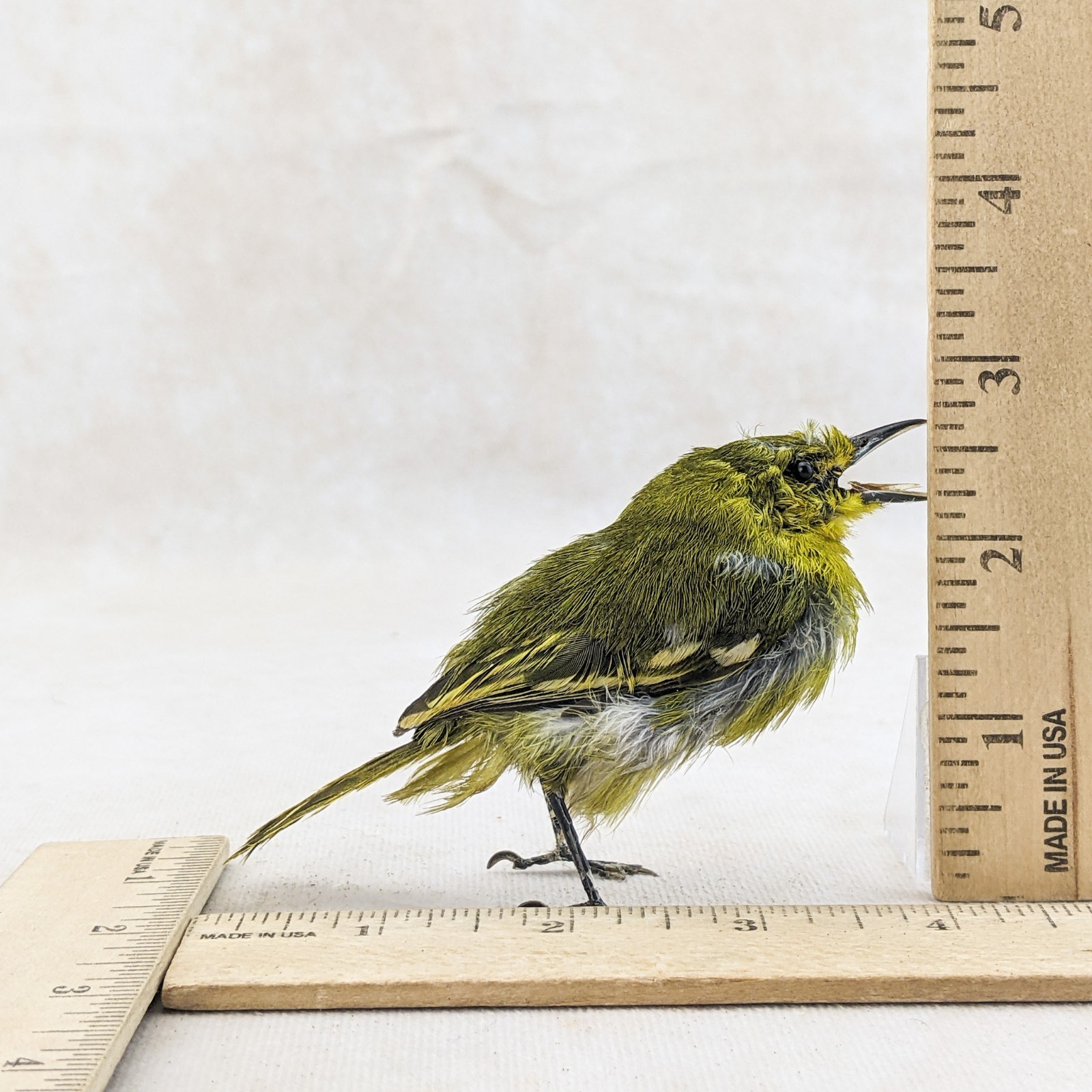 Iora bird taxidermy Bird Specimen oddities taxidermy curiosities oddities craft