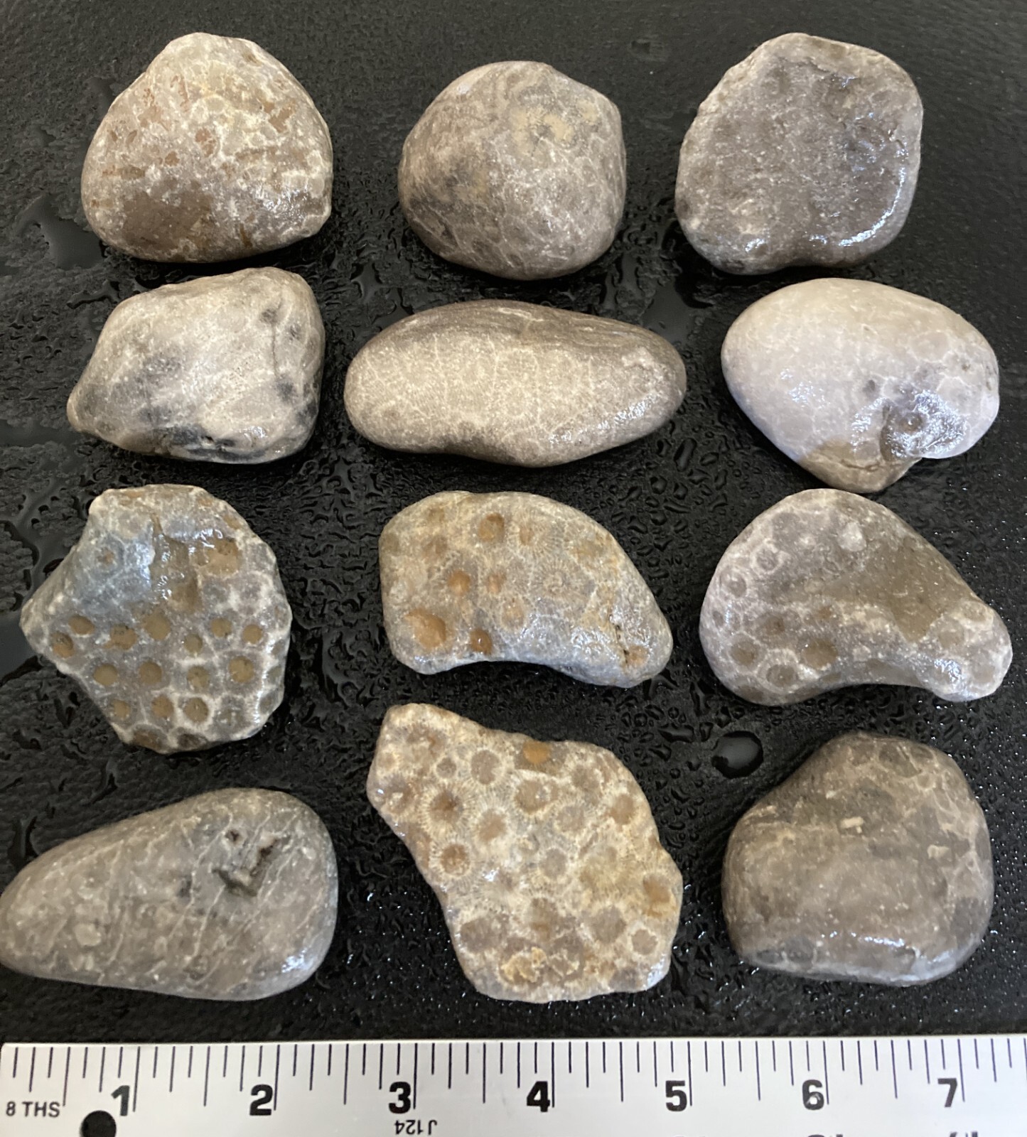 12pc BULK Michigan Petoskey Stones (Hexagonaria) - Natural Fossils 2.4LBS