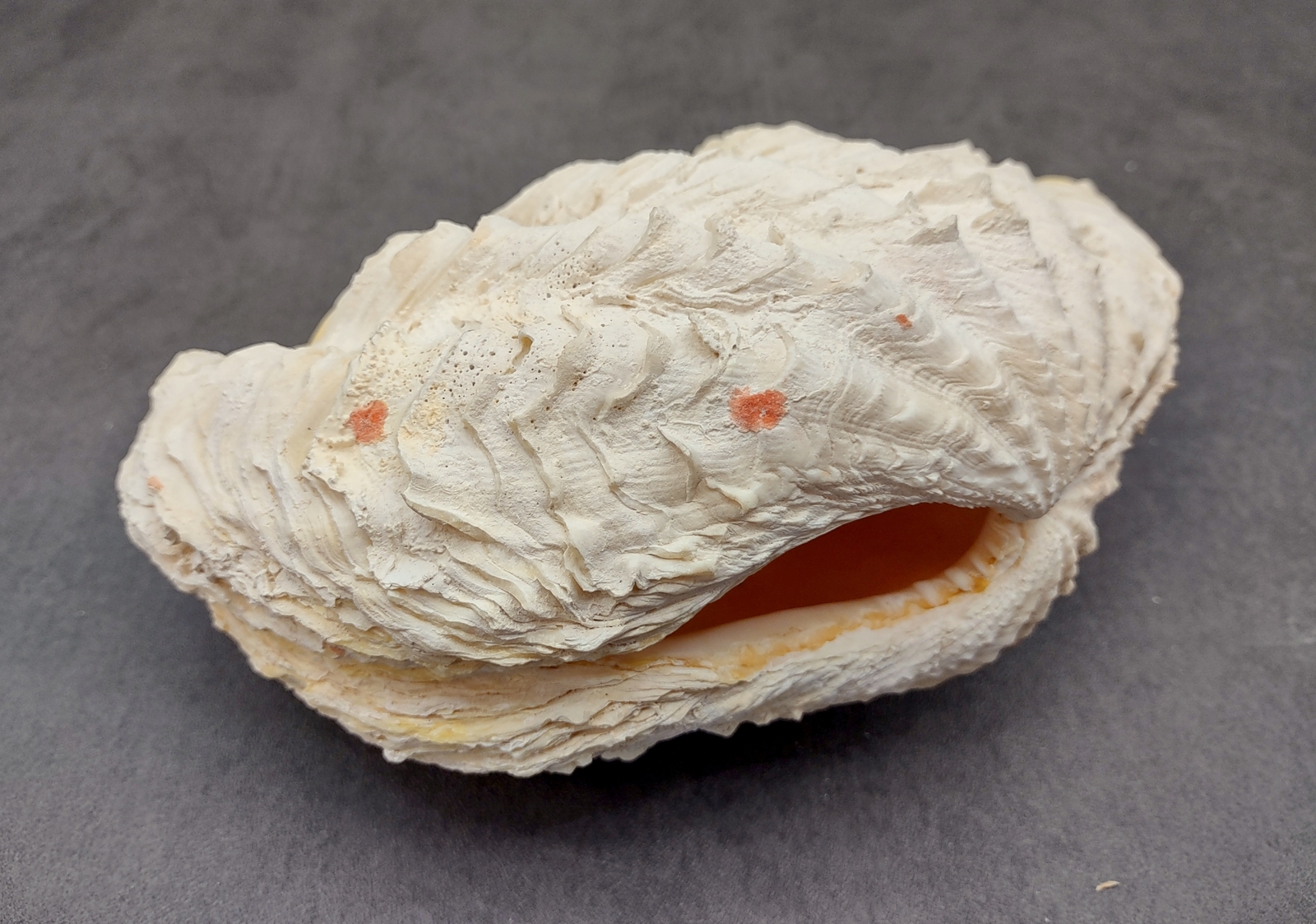 Large Derasa Clam Seashell White Tridacna Derasa (1 shell approx. 7+ inches)