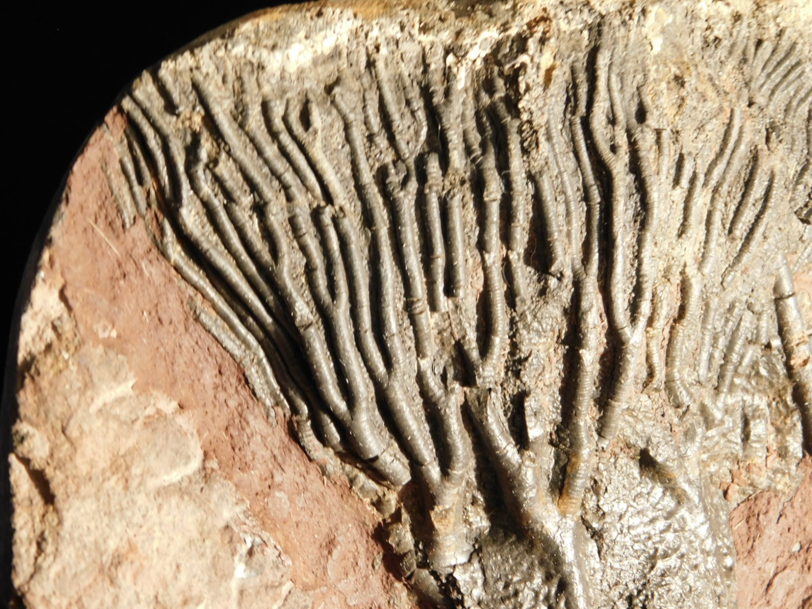 Big! 430 Million Year Old! CRINOID Fossil or Sea LILY Fossil Morocco 1686gr