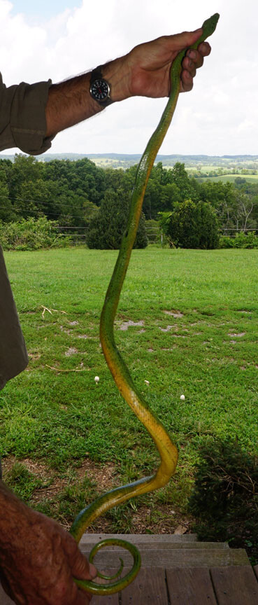 Green Mamba -52" Realistic Snake Replica - Rubber AAA